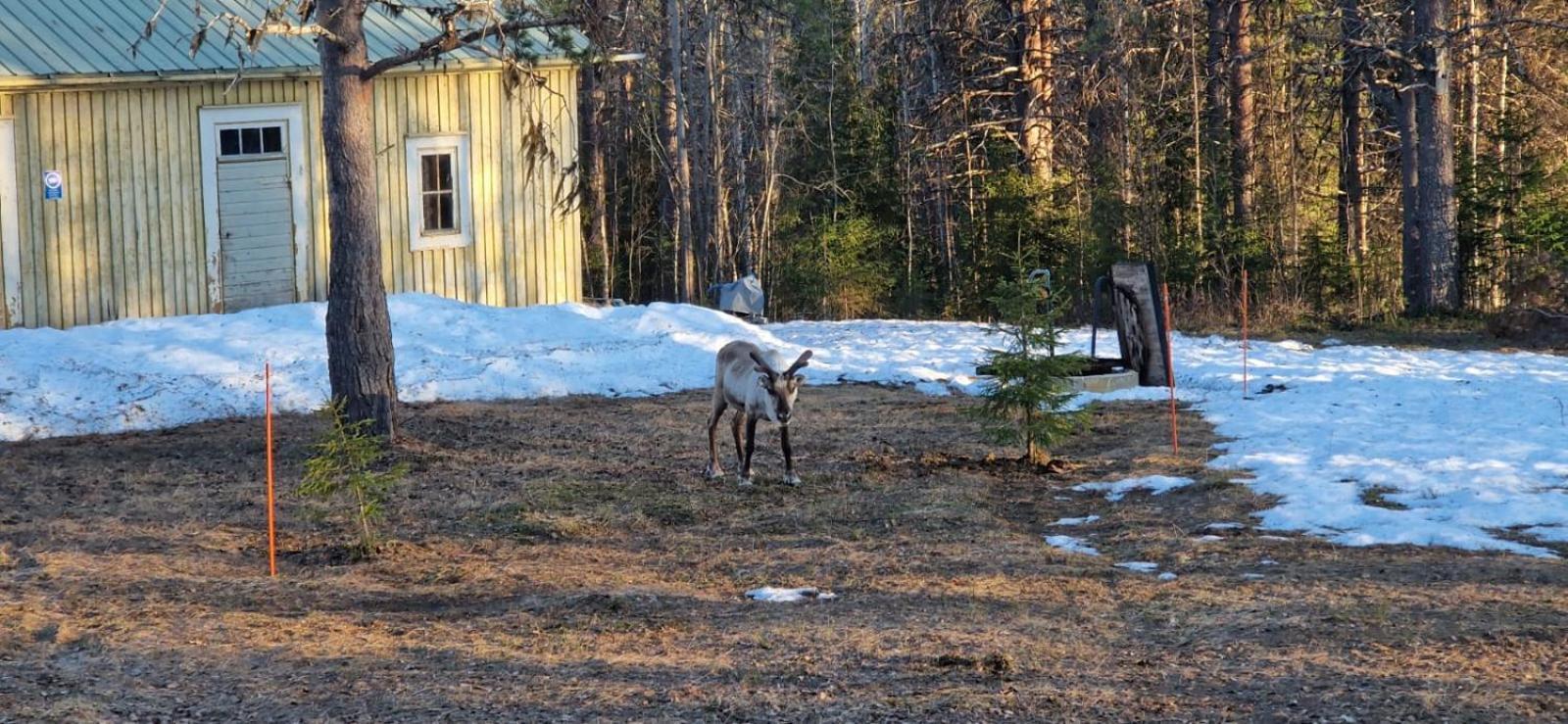 فندق Lapland Old School مونيو المظهر الخارجي الصورة